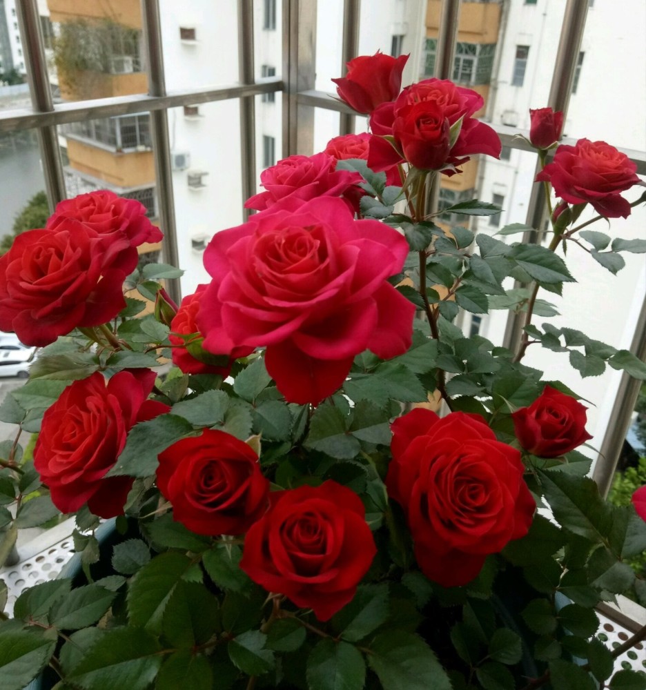 阳台养花,养棵"红苹果"—大红色花朵,美丽又喜庆,四季