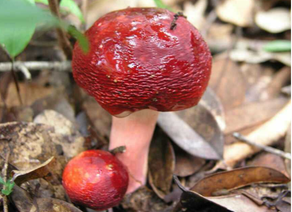 酷似小红伞的"红菇",曾认为有毒遭踩踏,现在1斤卖千元