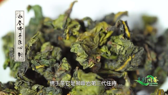 多彩闽茶|永春县非物质文化遗产"佛手茶,有故事