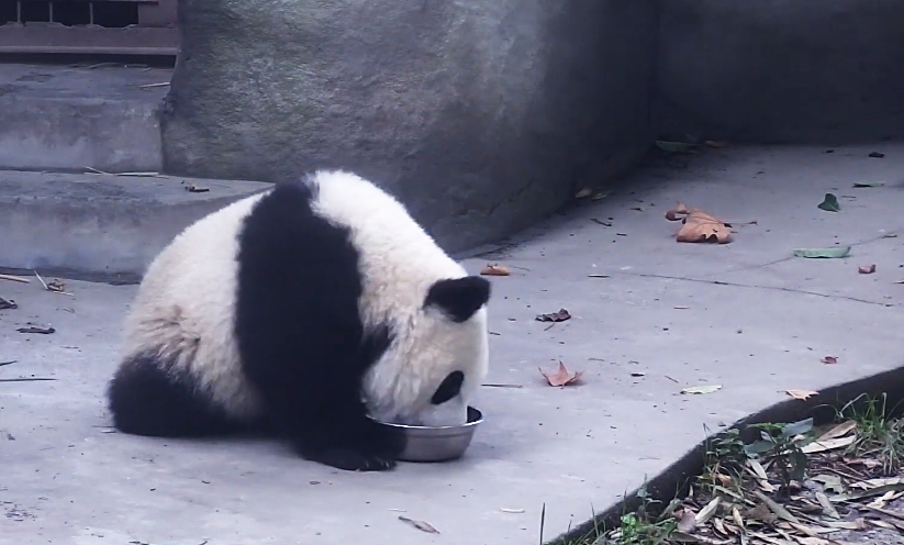 蠢萌蠢萌的大熊猫,是怎么活到现在的?靠什么与野兽斗争?