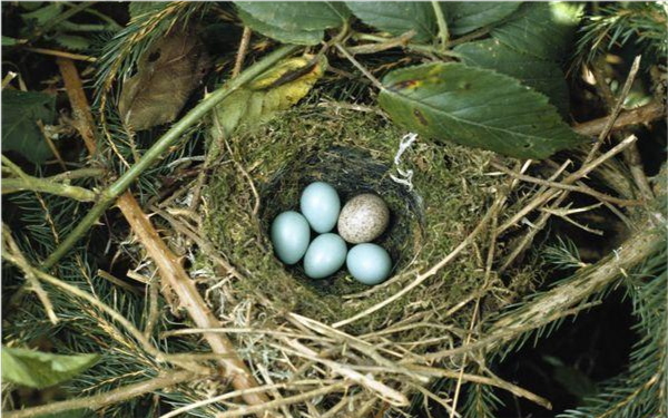 为什么布谷鸟将鸟蛋下到其它鸟的巢穴里?