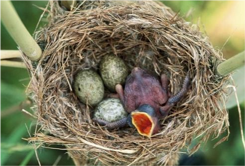 为什么布谷鸟将鸟蛋下到其它鸟的巢穴里?