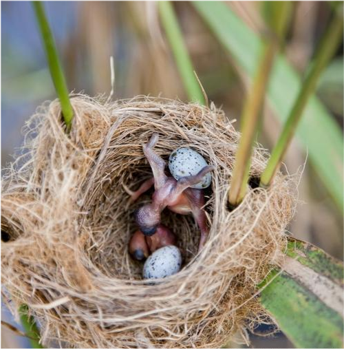 为什么布谷鸟将鸟蛋下到其它鸟的巢穴里