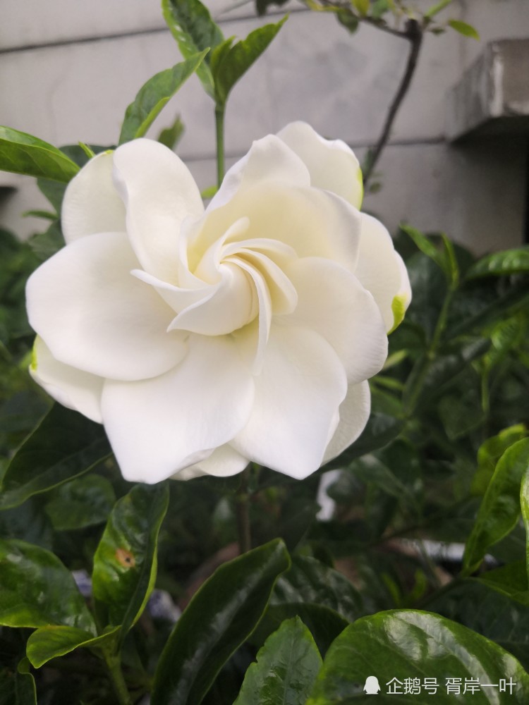 牡丹栀子花终于开了