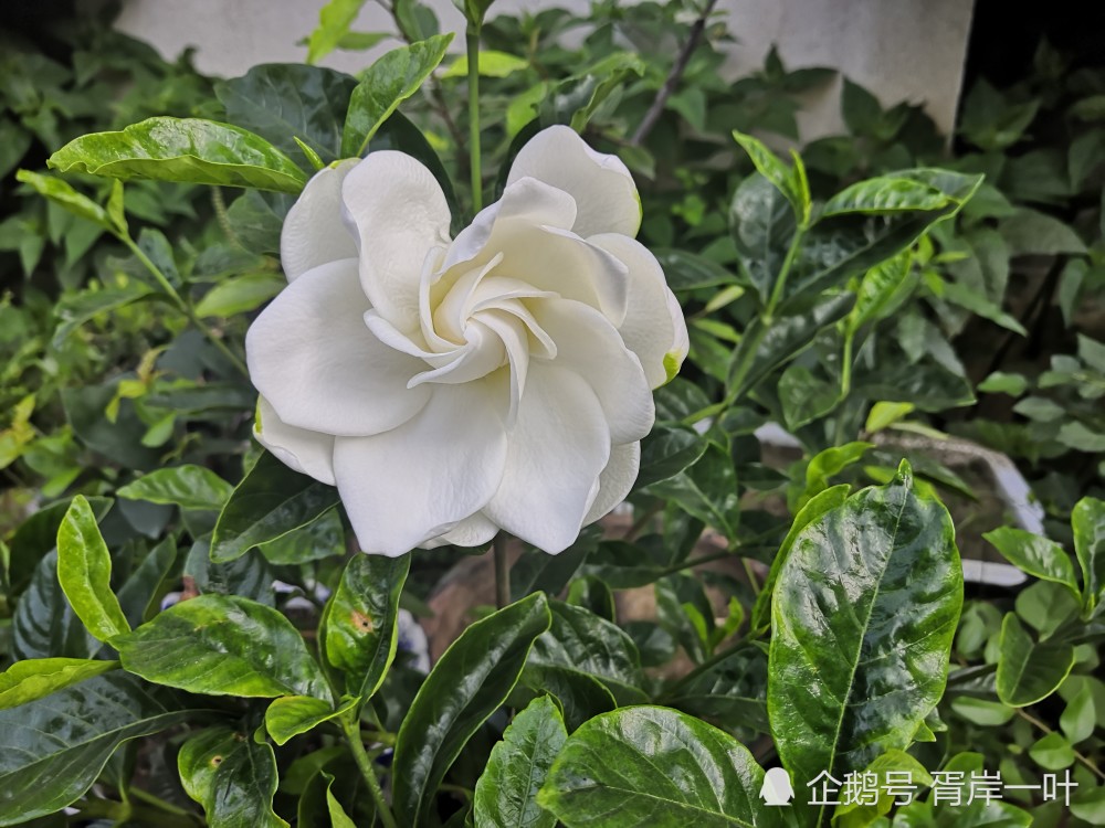 牡丹栀子花终于开了