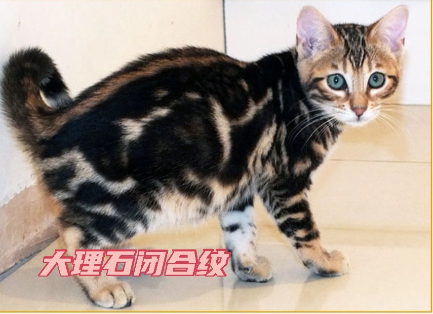 插个话题:大理石花纹在豹猫属于隐性基因,所以两只点状纹也可以繁育出