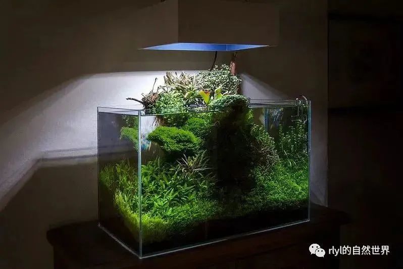 【水草造景】看完这个,可别再问造景会不会生蚊子了