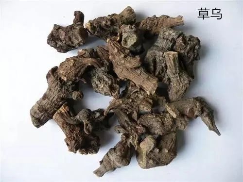 制草乌除风寒湿引起的肢体疼痛,拘挛.共成活血定痛良将.