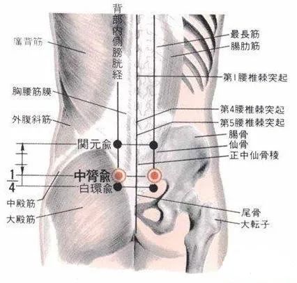 中膂俞:泄泻 疝气