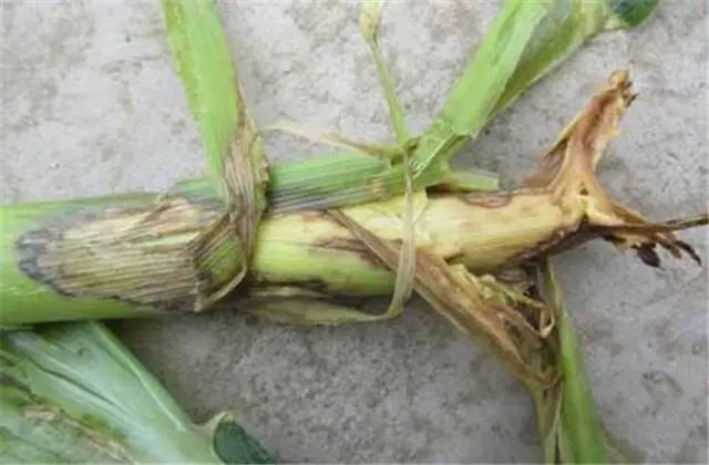 玉米根腐病是腐霉菌引起的病害,主要表现为 中胚轴和整个根系逐渐变褐