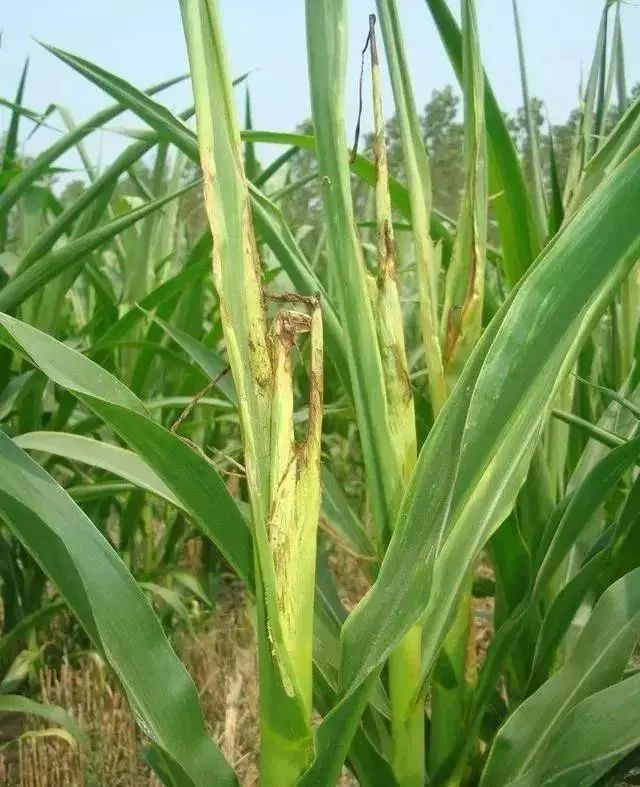 玉米《玉米苗期常见病虫害及防治方法》《玉米除草剂怎么用不伤苗》