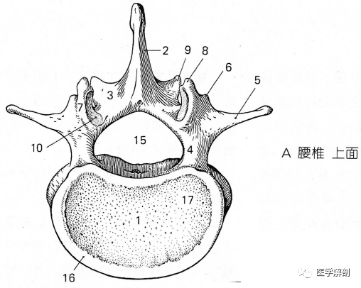 经典解剖|脊柱:腰椎|腰椎|脊柱|关节突|关节面