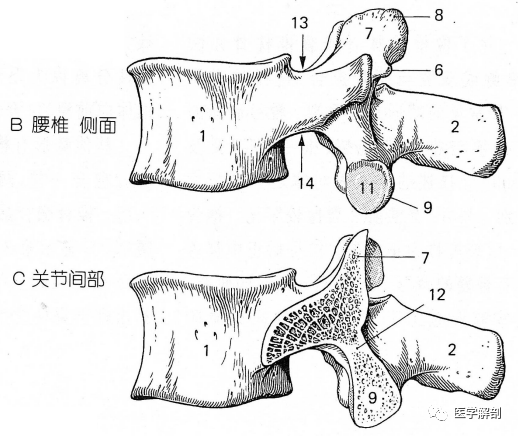 经典解剖|脊柱:腰椎|腰椎|脊柱|关节突|关节面