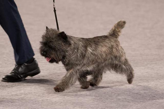 寻根问祖系列(51):凯恩梗(cairn terrier)