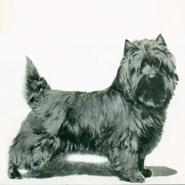 寻根问祖系列(51):凯恩梗(cairn terrier)