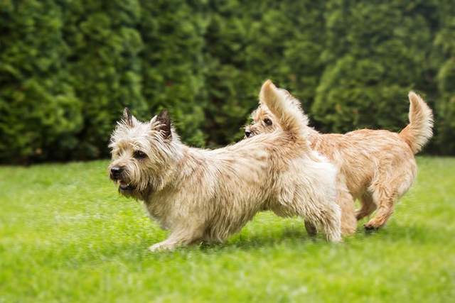 寻根问祖系列(51):凯恩梗(cairn terrier)