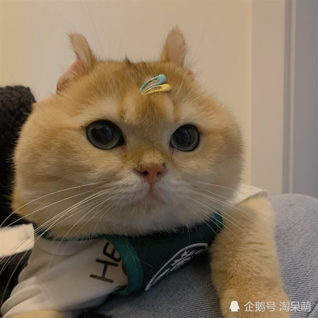 这么可爱的脑袋瓜,你不想捏几下?