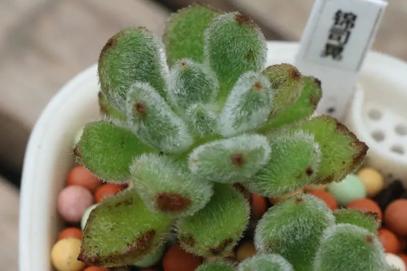 "锦司晃"景天科 拟石莲花属多肉植物,叶片带绒毛软乎乎的