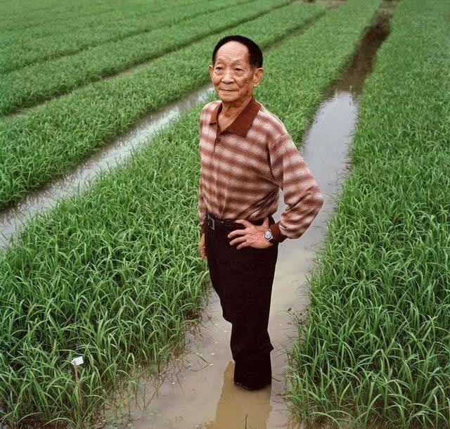 水稻之父 腾讯网