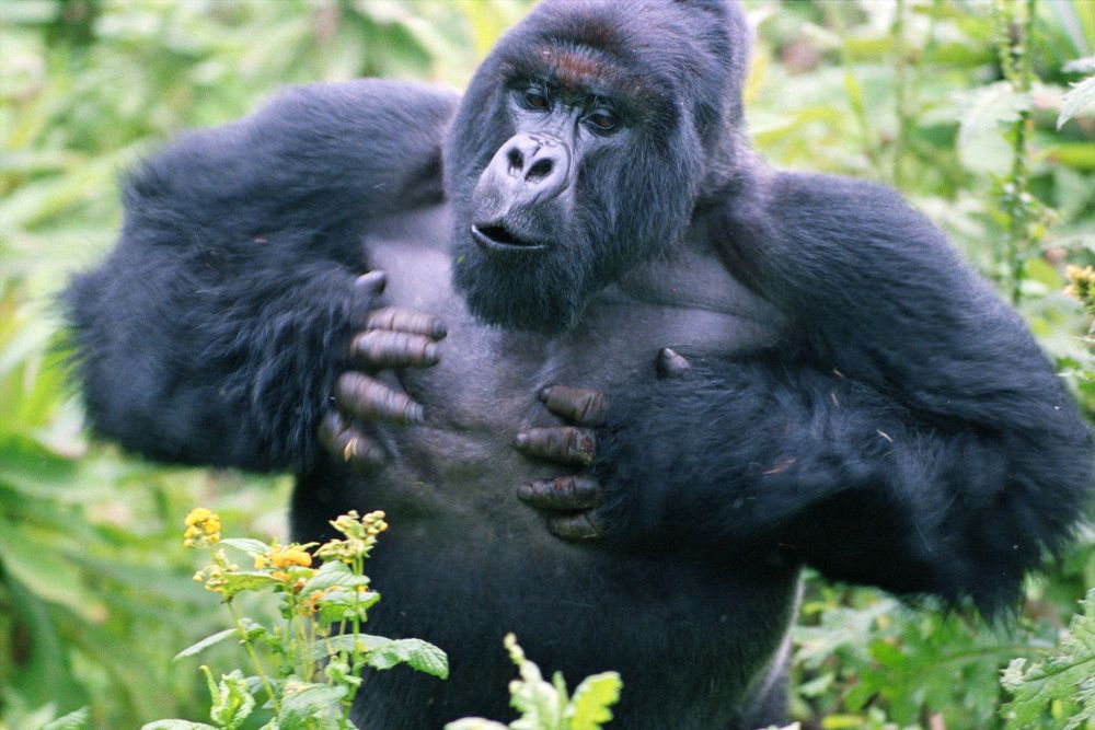 遇事不冲动,或许是重400斤的山地大猩猩,用拍胸教给人类的智慧