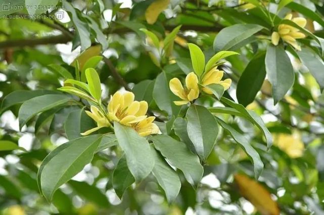 乐昌含笑拉丁学名:michelia chapensis dandy种属:木兰科,含笑属形态