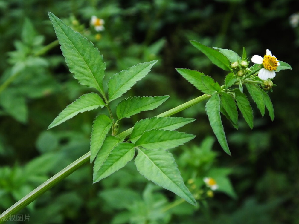 鬼针草入侵史:特粘衣服不受待见,却是医学上廉价有效的中草药_腾讯