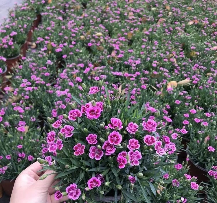 小院养花,石竹花是首选,耐晒,花期长,不怕涝,开花还很多