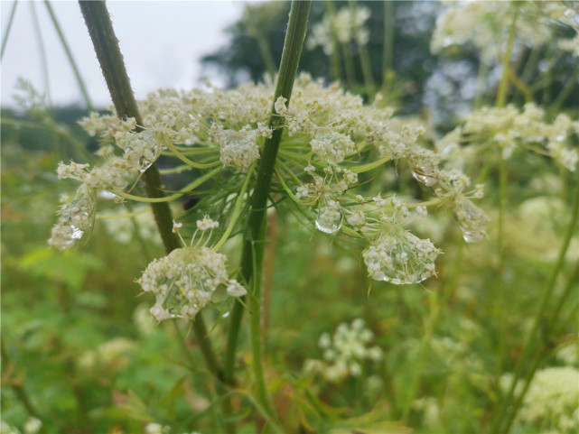 美丽吉安:蛇床花开 芳香怡人