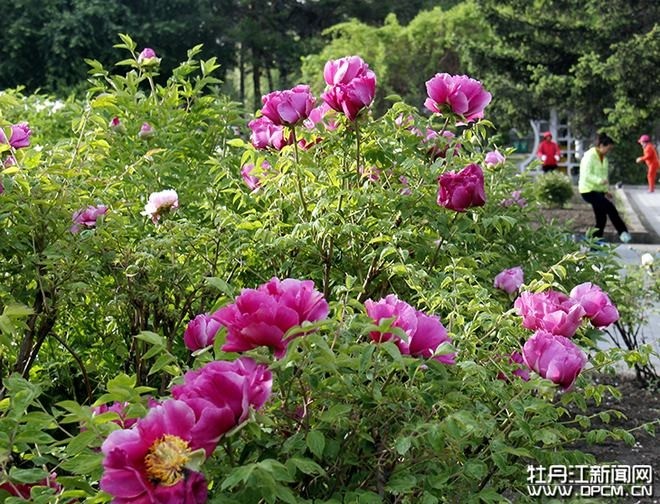 5月24日,人民公园内1株牡丹树同时开出10余朵艳丽的牡丹花.