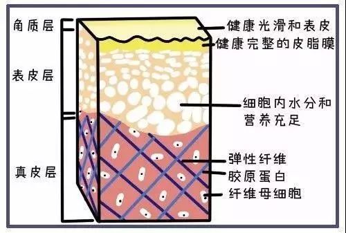 由外到内分别为表皮层(分5层:角质层,透明层,颗粒层,有棘层,基底层)