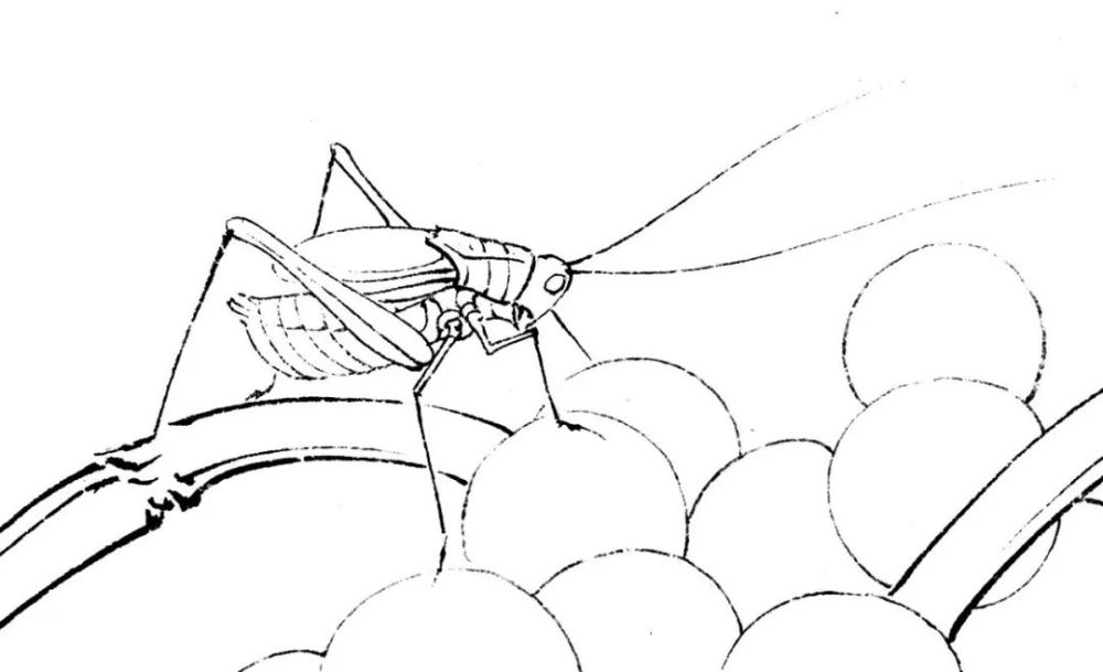 蝈蝈工笔设色技法解析