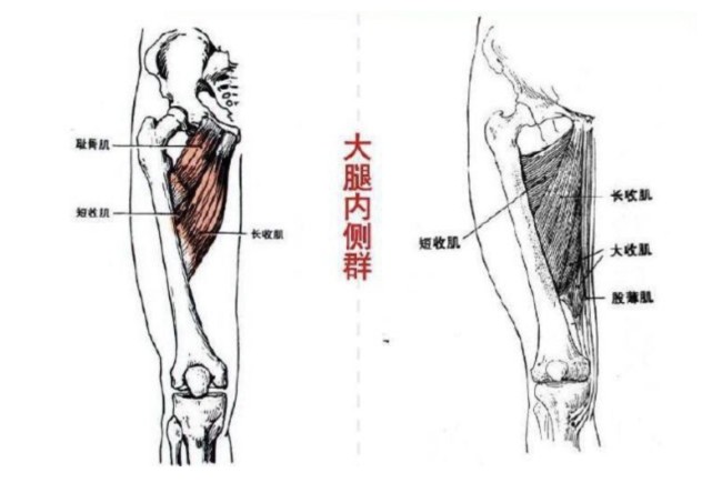 腹股沟拉伤,其实就是大腿内侧的内收肌群受伤.