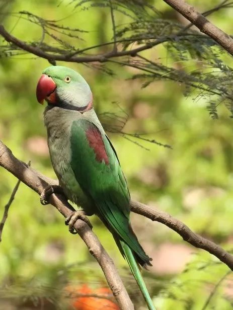 亚历山大鹦鹉(psittacula eupatria)在我国有分布 makarandsaraf / i