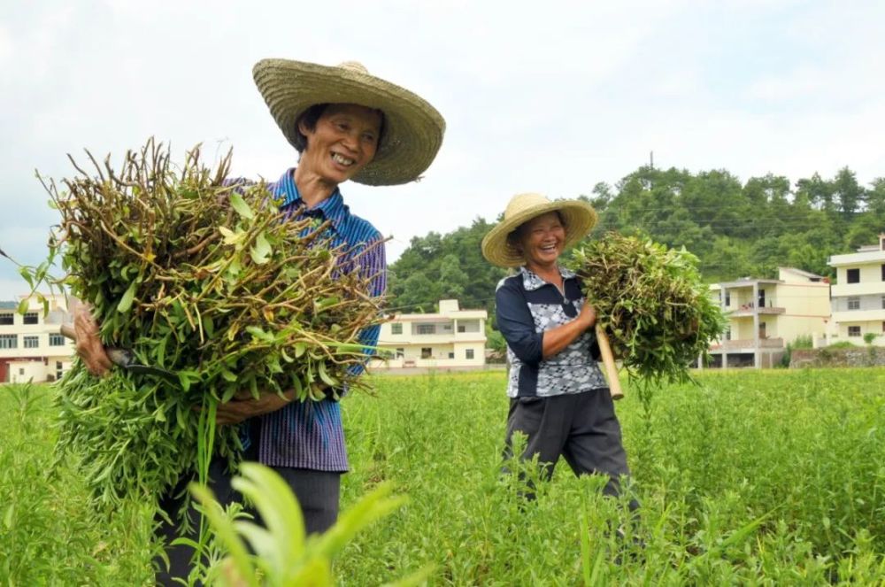 收获甜叶菊.