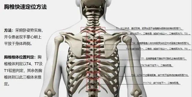 正骨手法必备:脊柱每一节段的定位方法,你掌握了没有呢?