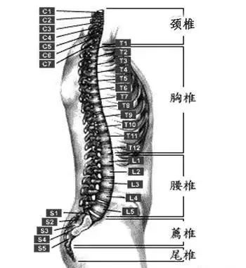 学正骨手法必须了解:脊柱每一节段的定位方法,你掌握了没有呢?
