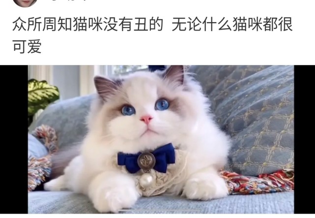 众所周知,猫咪就没有丑的,无论什么猫咪都很可爱 网友