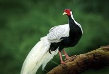 曲谱野鸟_农村野鸟图片