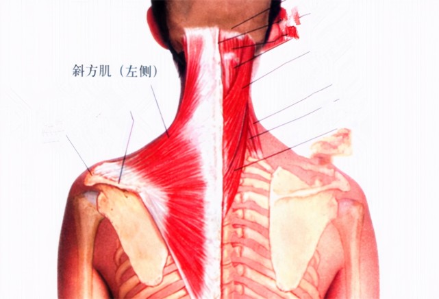缓解颈椎,肩膀疼痛的按摩方法之—斜方肌的按摩方法