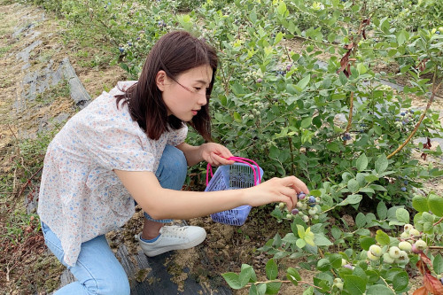 图说信阳潢川县蓝莓熟了邀您尽享莓好时光