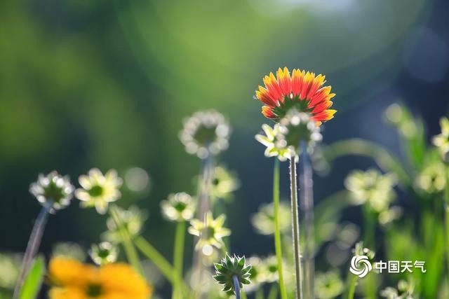 宿根天人菊萌动花蕾静待绽放 尽显小清新