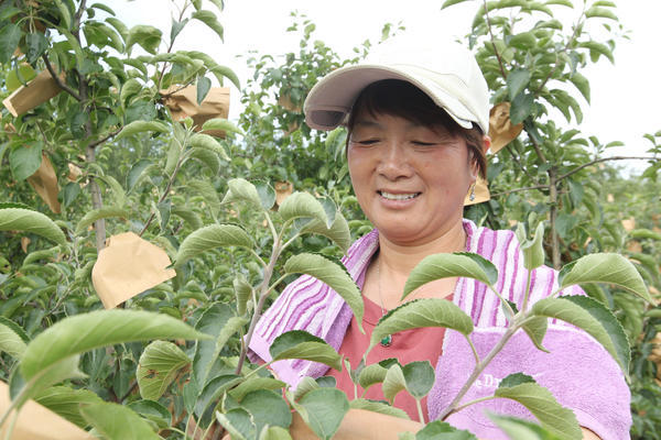洛阳52岁农村大姐的"致富经":承包500亩荒山种果树,连