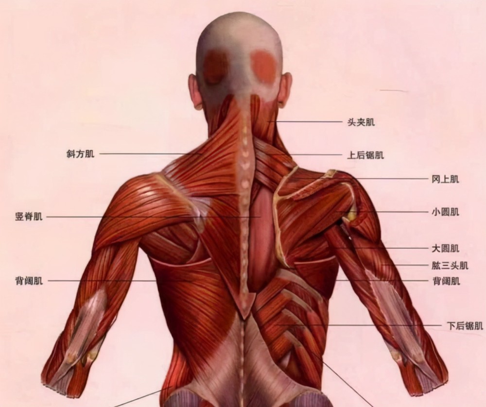 内收以及内旋的动作,在肩胛骨之中间较为深层的部位是菱形肌的所在之
