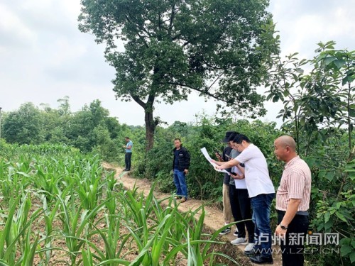 龙马潭区深入推进村规划编制工作|胡市镇|龙马潭区|双加镇|金龙镇