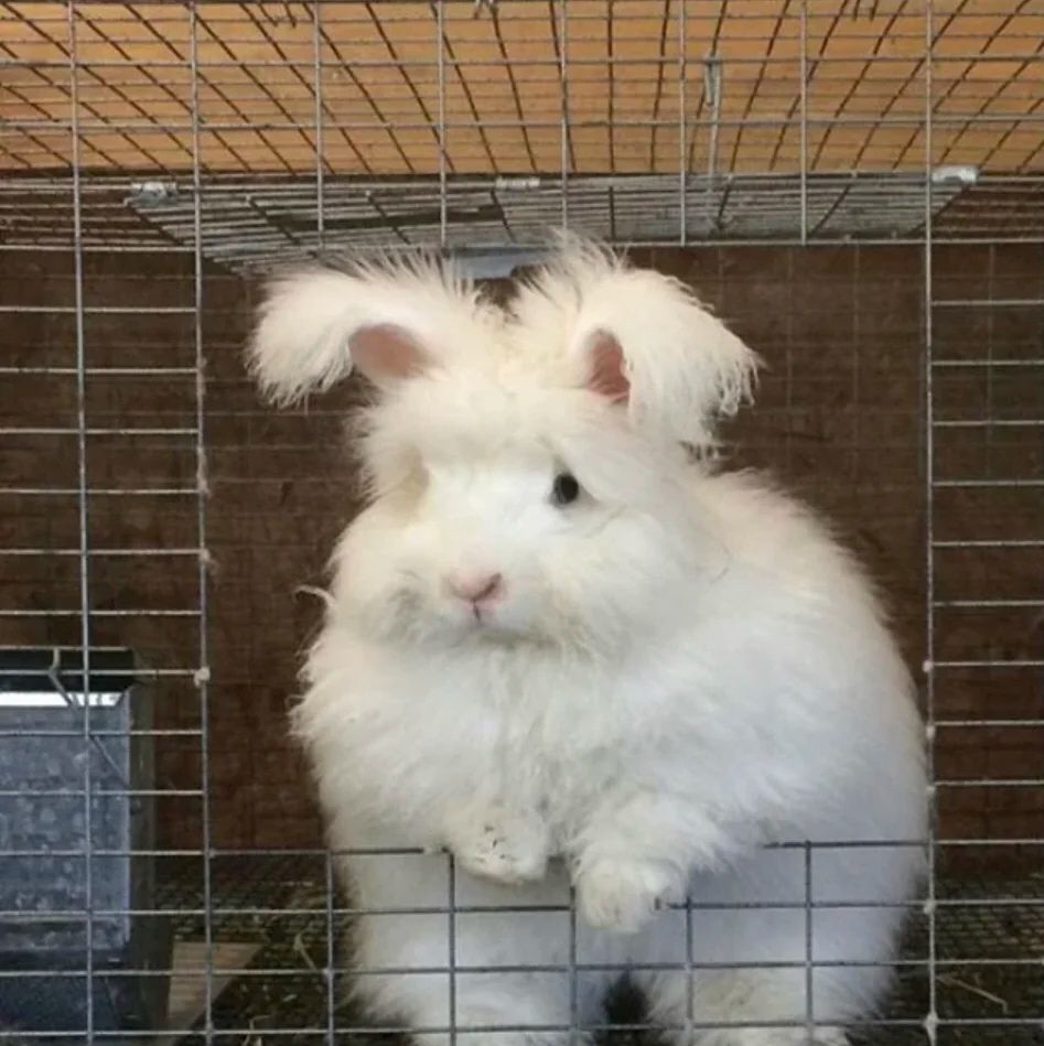 毛茸茸的小兔叽 品种 安哥拉兔