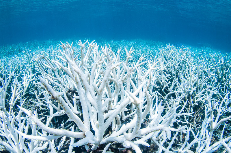 海洋中树枝状的鹿角珊瑚