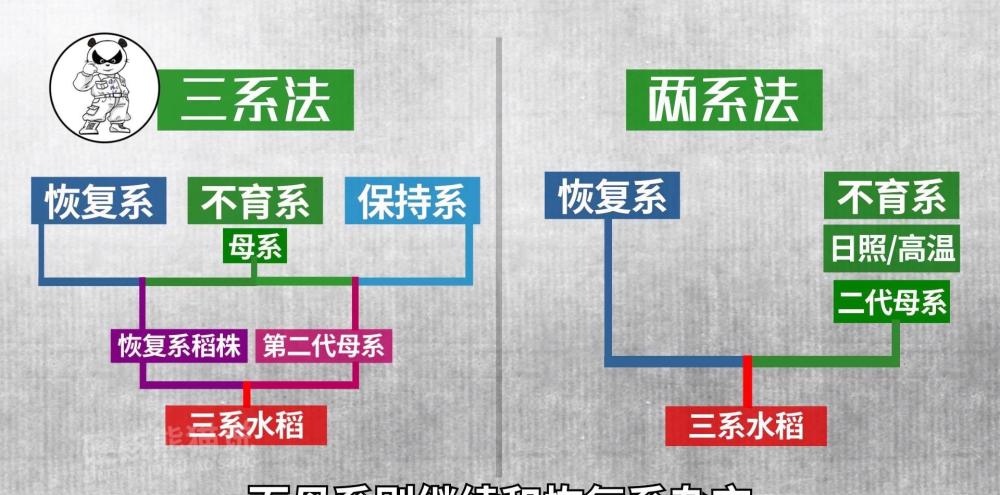 两系法与三系法杂交水稻培育的区别而母系则继续和恢复系杂交,只需要