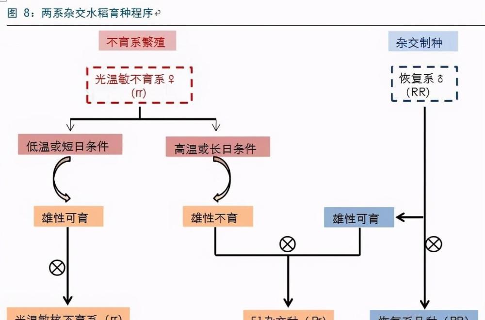 国士无双:杂交水稻之父袁隆平去世,详解袁老一生贡献