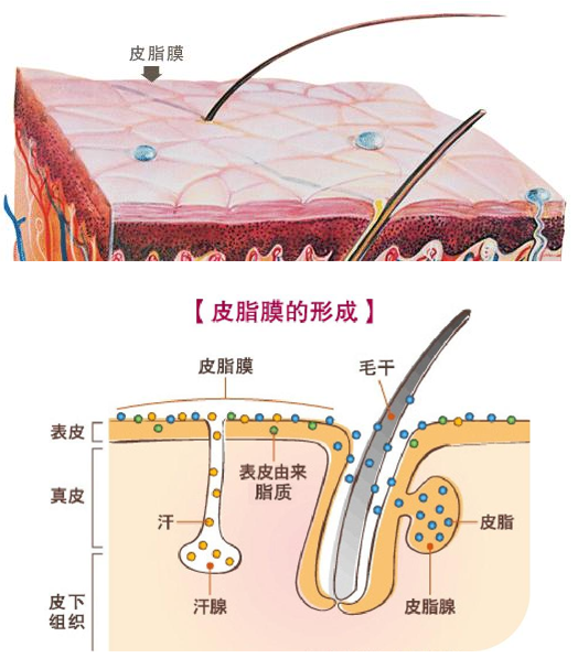 5.增厚角质层,养护皮脂膜