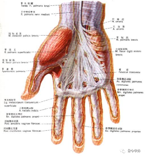 深筋膜的延续二,腕前区 anterior region of wrist手背肌腱隆起内容